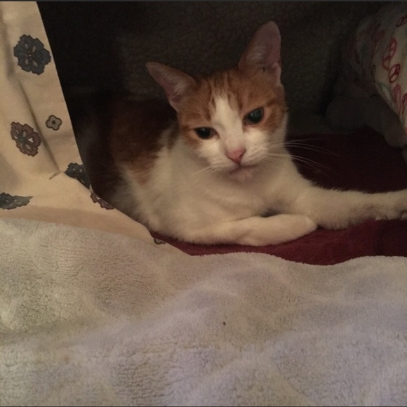 Meet your Posher, Angie - Picture 6 of 8